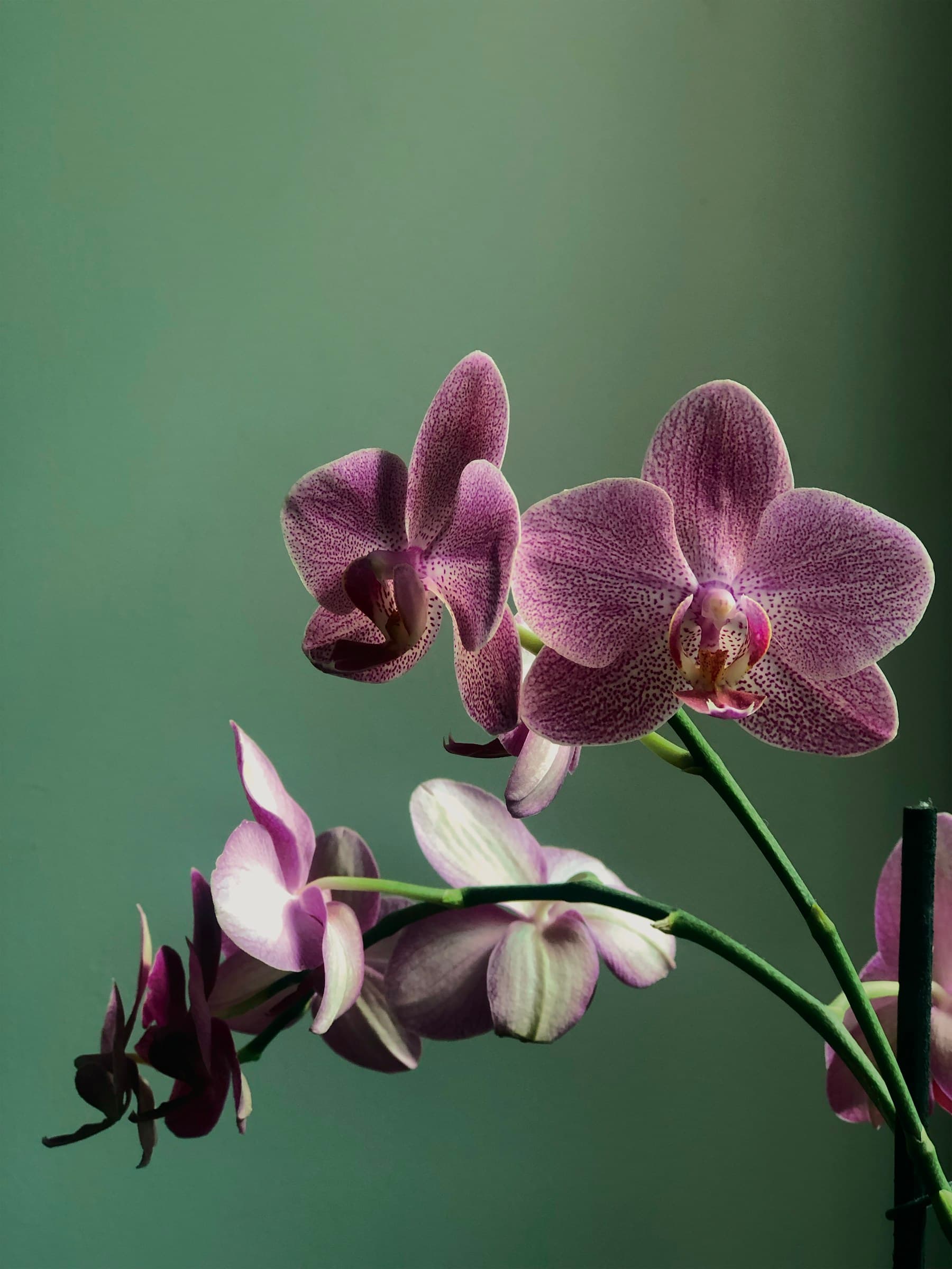 Orhideja — orchid bloom