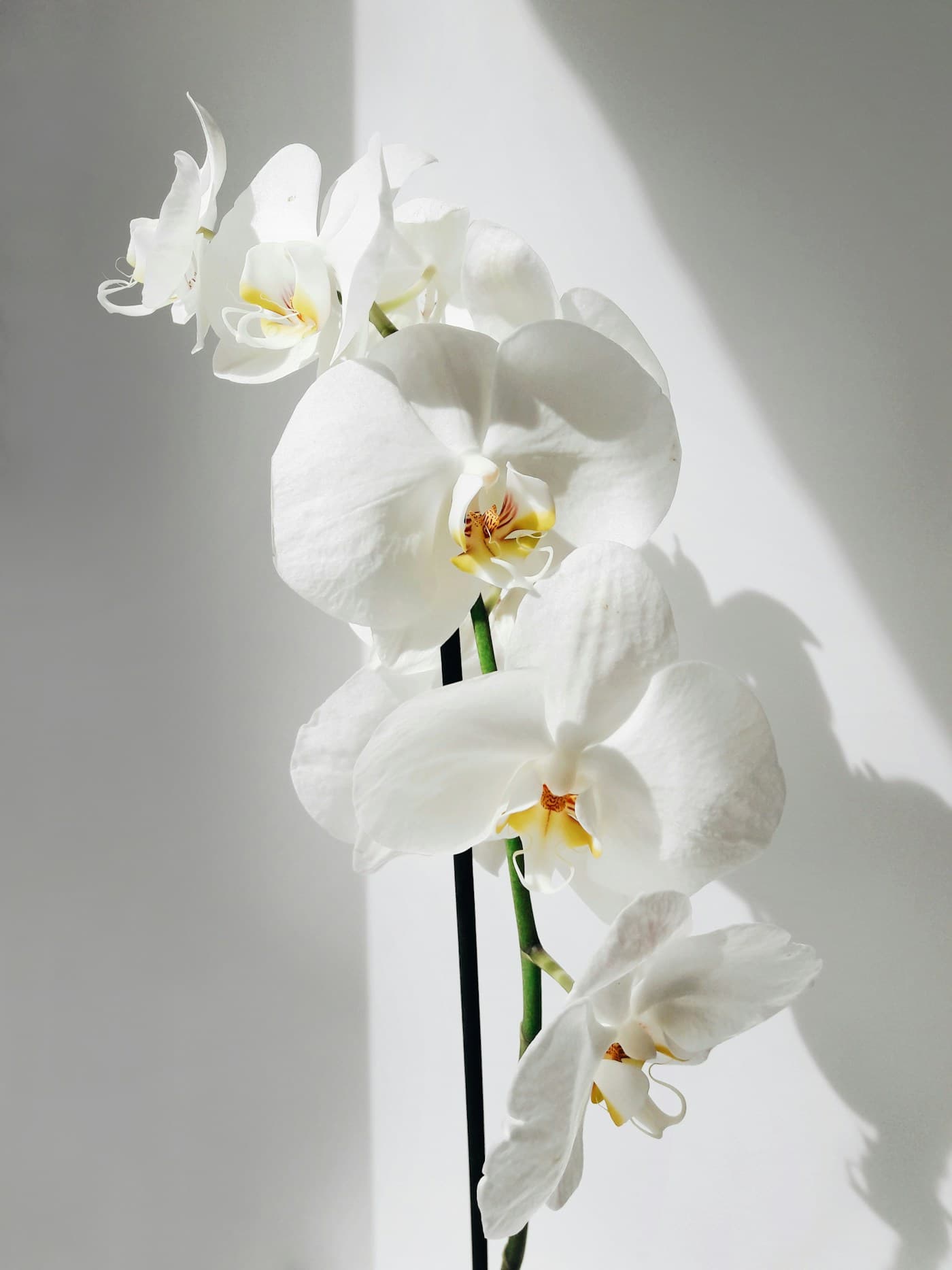 Orhideja — orchid bloom